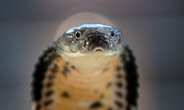 BRISTOL, ENGLAND - AUGUST 02: A King Cobra is displayed to the public at Noah's Ark Zoo Farm on Aug...