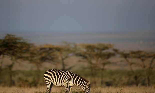LAIKIPIA, KENYA - AUGUST 25: A Zebra is seen grazing at Endana on August 25, 2017 in Laikipia, Keny...