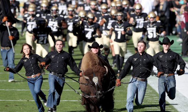BOULDER, CO - NOVEMBER 11: Ralphie the Buffalo leads the Colorado Buffaloes onto the field for thei...