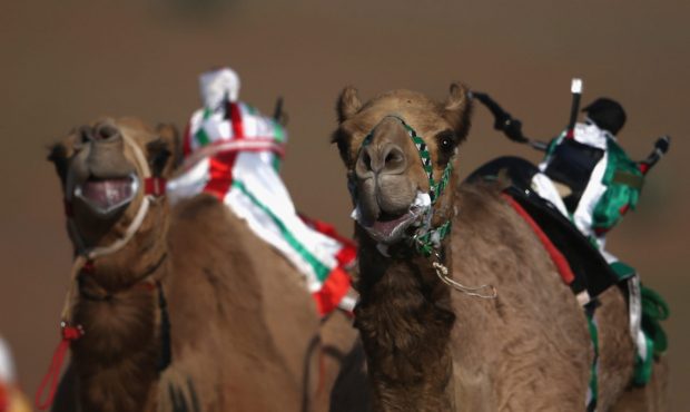 RAS AL KHAIMAH, UNITED ARAB EMIRATES - JANUARY 19: Robotic jockeys control camels during a race at ...
