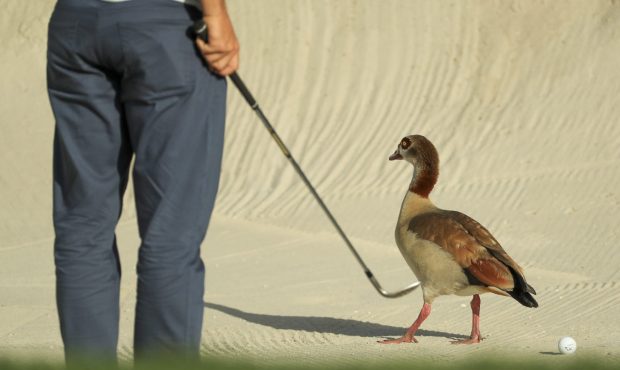PALM BEACH GARDENS, FL - FEBRUARY 23: A geese interferes with Tommy Fleetwood of England ball on th...